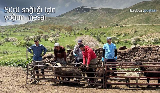 Bayburt'ta Sürü Sağlığı İçin Yoğun Mesai
