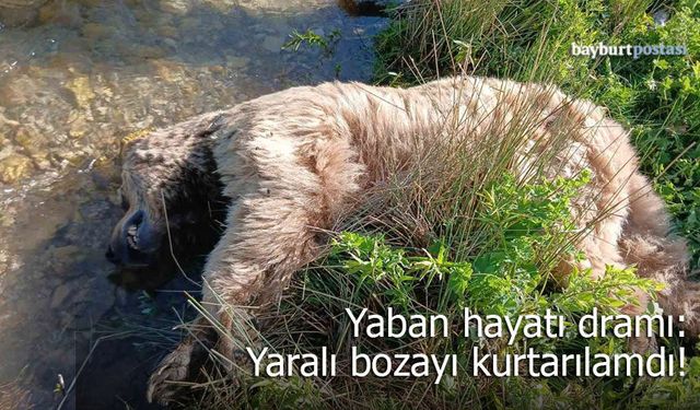 Bayburt’ta Yaban Hayatı Dramı: Yaralı Bozayı Kurtarılamadı!