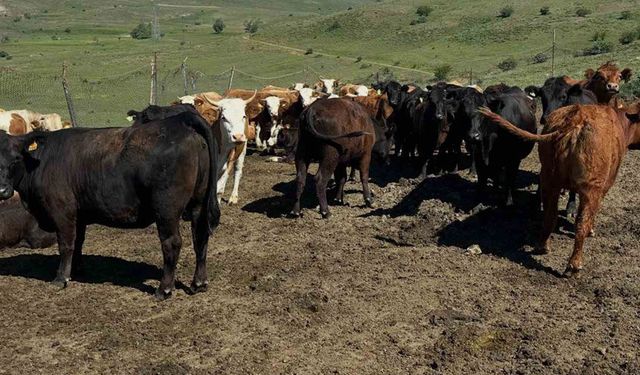 Aydıntepe’de ithal besilik sığırlarda karantina ve sağlık kontrolleri yapılıyor