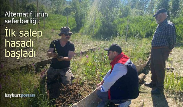 Bayburt’ta Alternatif Ürün Seferberliği: İlk Salep Hasadı Başladı