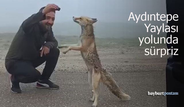 Aydıntepe Yayla Yolunda Sürpriz Misafir: Aç Tilki Kekle Beslendi