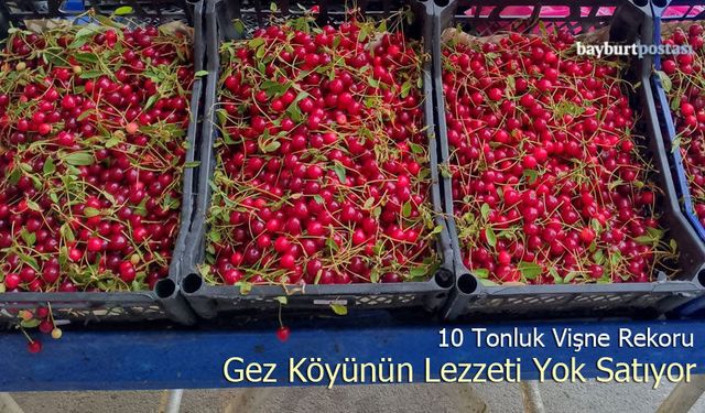 Gez köyünün lezzeti yok satıyor: 10 tonluk vişne rekoru