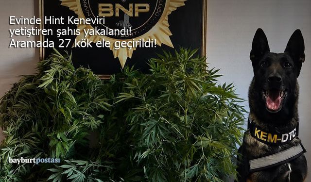 Bayburt'ta 27 Kök Kenevir Ele Geçirildi!