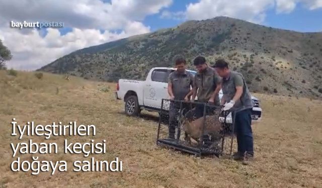 Bayburt’ta iyileştirilen yaban keçisi doğaya salındı