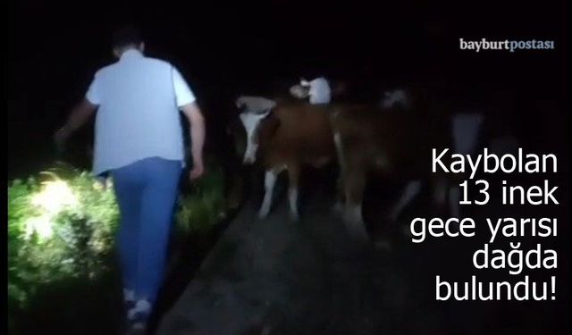 Bayburt'ta kaybolan 13 inek gece yarısı dağda bulundu