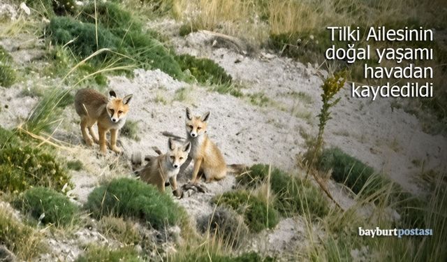Bayburt’ta Tilki Ailesinin doğal yaşamı havadan kaydedildi