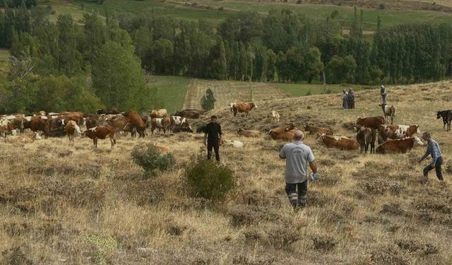 Aydıntepe’de Yonca Zehirlenmesine Karşı Önemli Uyarı
