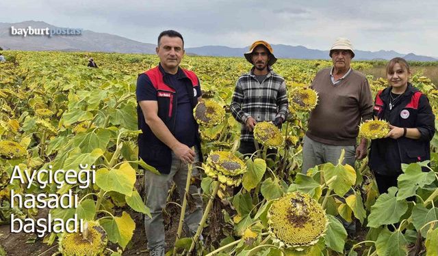 Aşağıkırzı köyünde ayçiçeği hasadı başladı