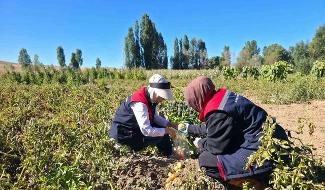 Bayburt’ta Patates Tarlalarında Hasat Öncesi Pestisit Denetimi