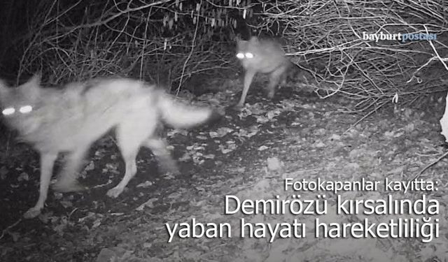 Fotokapanlar Kayıtta: Demirözü Kırsalında Yaban Hayatı Hareketliliği
