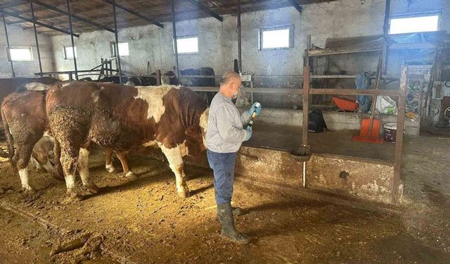 Aydıntepe’de Şap Aşılama Çalışmaları 13 Köyde Tamamlandı