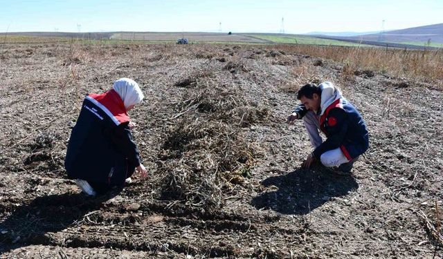 Bayburt’ta fasulye hasadında saha kontrolleri yapıldı