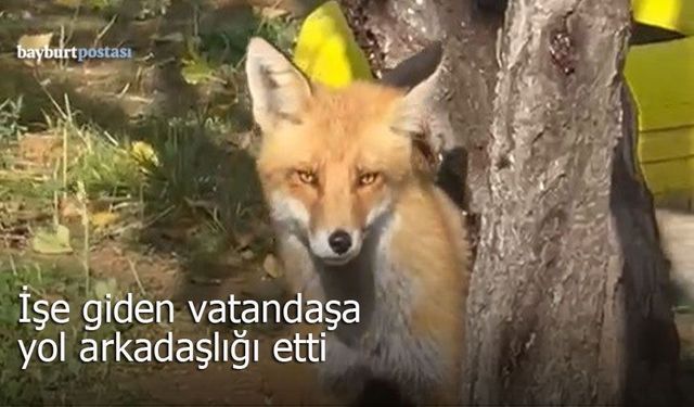 Bayburt’ta işe giden vatandaşın yol arkadaşı oldu
