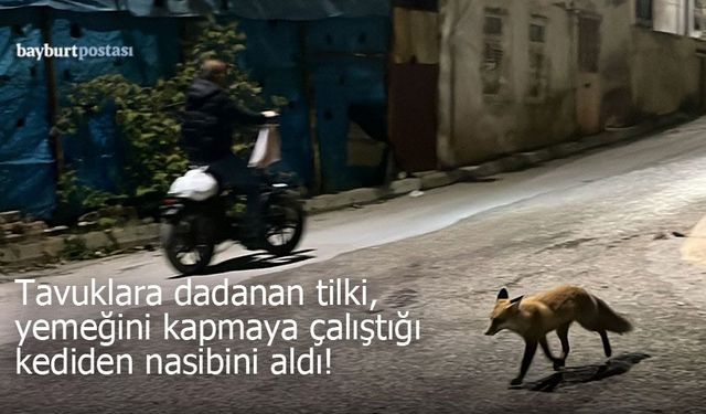 Tavuklara dananan tilki, yemeğini kapmaya çalıştığı kediden nasibini aldı!