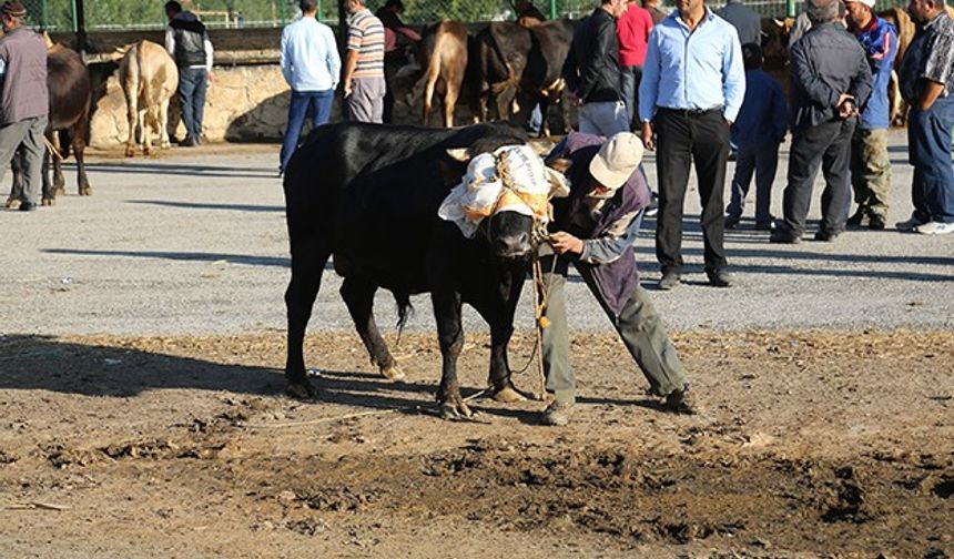 Hayvan pazarında kurban hareketliliği