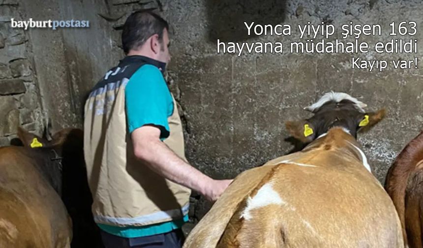 Bayburt'ta yonca yiyip şişen 163 hayvana müdahale edildi