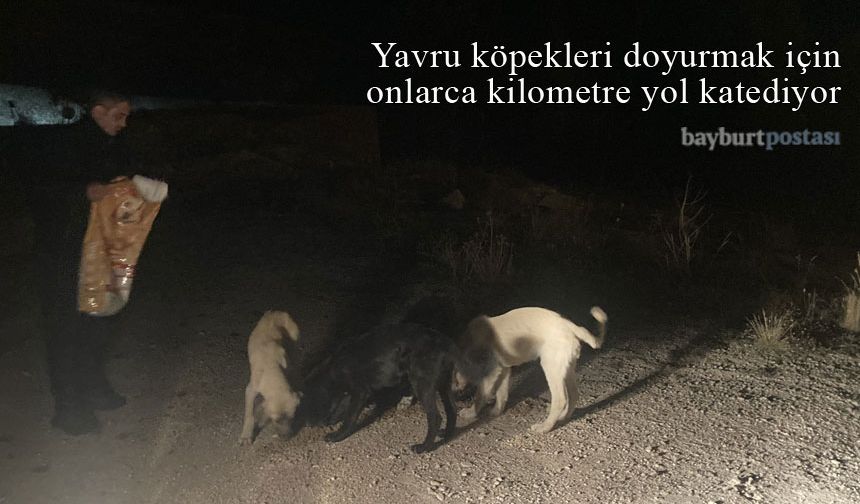 Yavru köpekleri doyurmak için onlarca kilometre yol katediyor