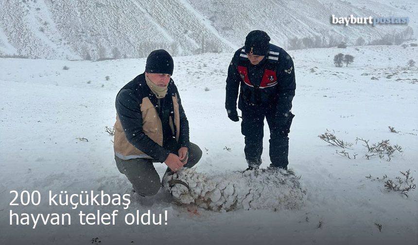 Bayburt'un Şalcılar köyünde 200 küçükbaş hayvan telef oldu!