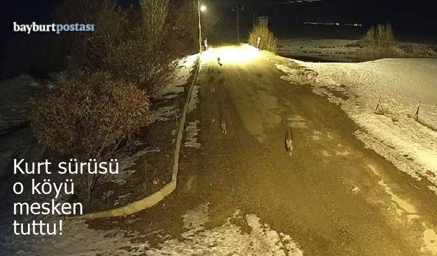 Bayburt'ta kurtlar o köy halkını tedirgin etti!