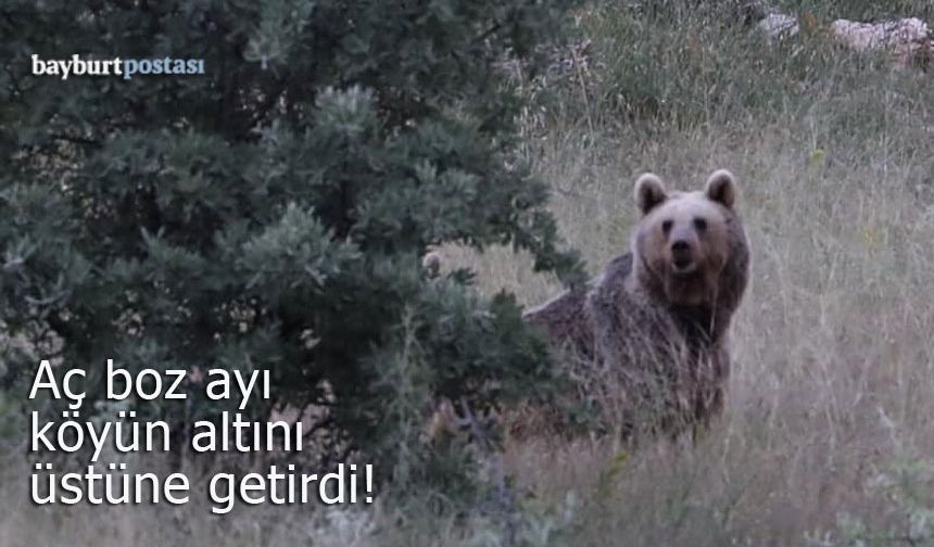 Bayburt'ta aç ayı köyün altını üstüne getirdi!