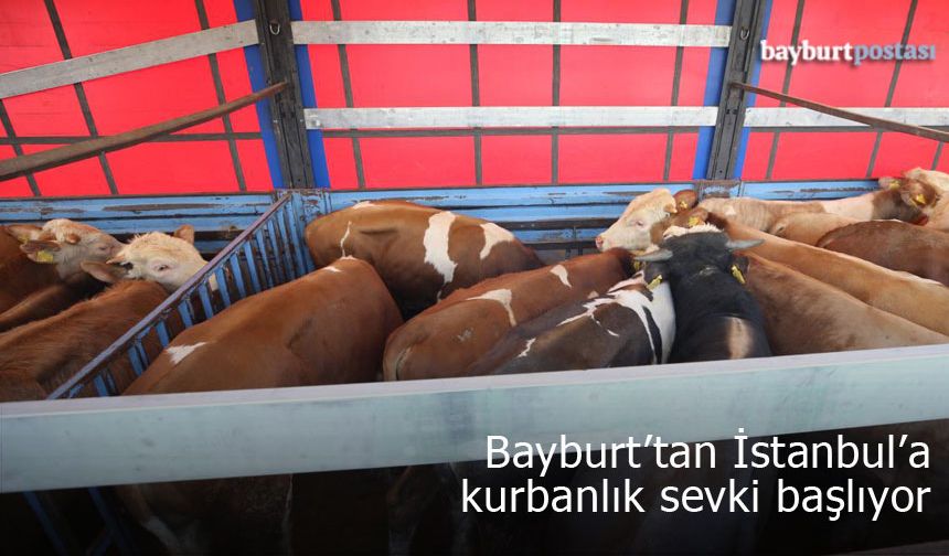 Bayburt’tan İstanbul’a kurbanlık hayvan sevki başlıyor