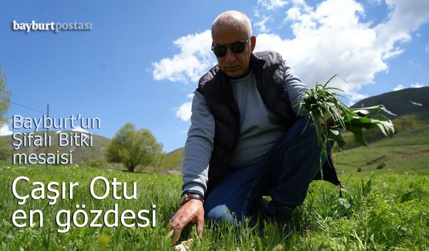 Bayburt'ta Doğa Mesaisi: Şifa Deposu Çaşır Otu Vatandaşların Gözdesi