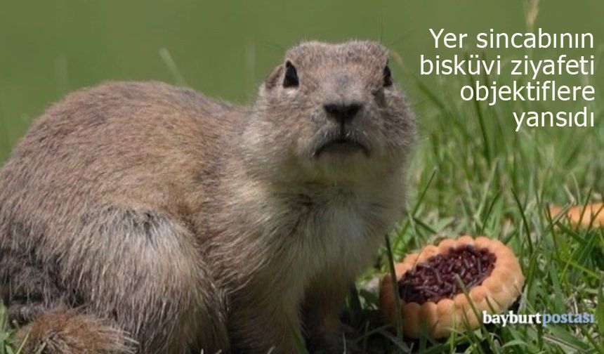 Bayburt'ta bisküvi ziyafeti çeken 'Anadolu Gelengisi' görüntülendi