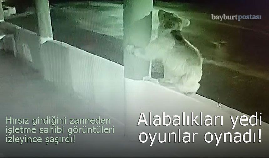 Bayburt'ta yavru ayı alabalıkları yedikten sonra oyunlar oynadı!