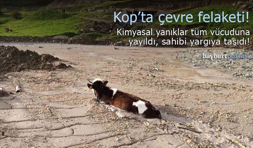 Kop köyünde çevre felaketi: Asitli betona saplanan düve telef olabilir!