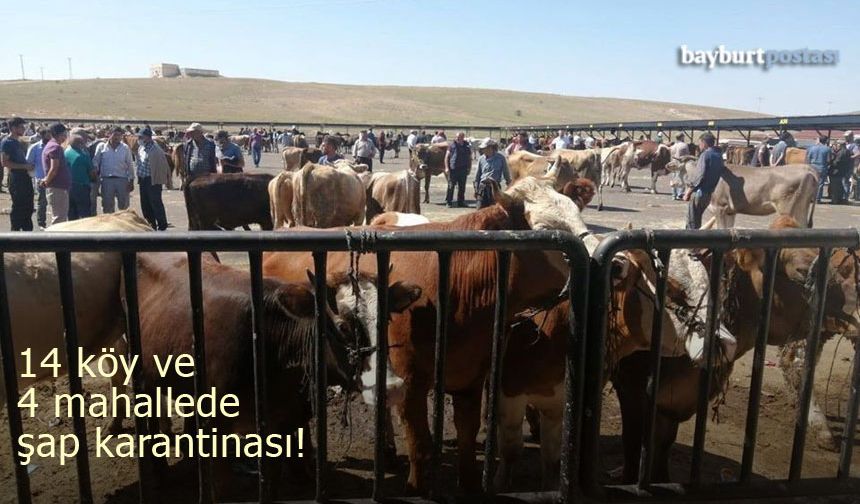 Demirözü'nde şap alarmı: 14 köy ve 4 mahalle karantina altına alındı!