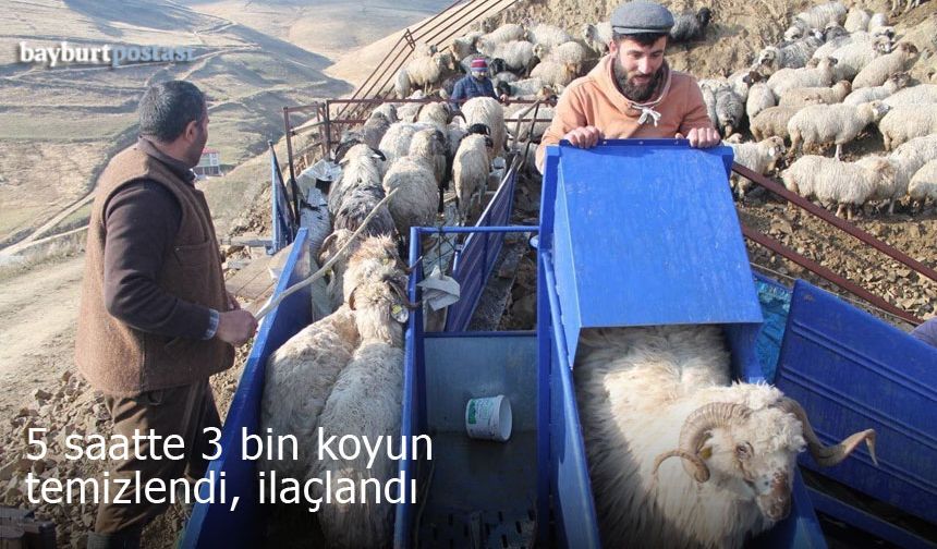 Bayburt'ta Mobil Koyun Yıkama Makinesi devrede: 5 saatte 3 bin hayvan