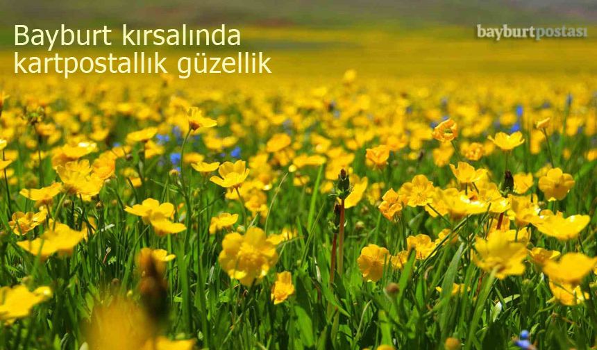 Bayburt'ta doğanın kartpostallık güzelliği