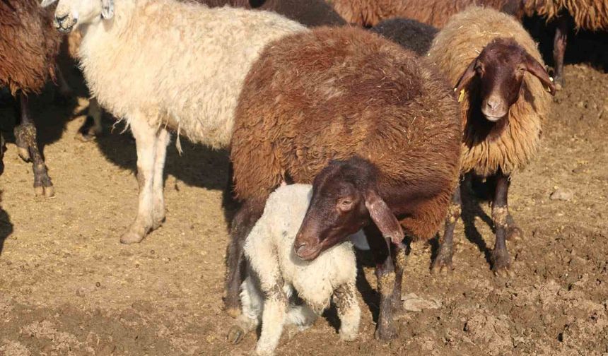 ‘Köyümde Yaşamak İçin Bir Sürü Nedenim Var’ projesinde kredi limiti artırıldı