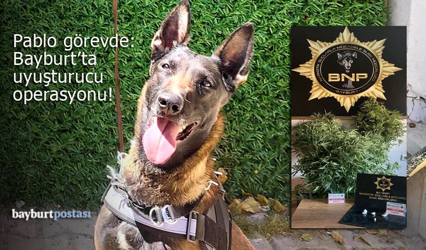 Narkotik köpeği Pablo ile Bayburt'ta operasyonlar!