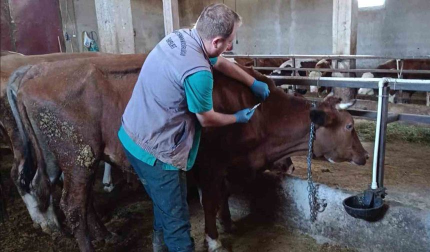 Bayburt'ta şap aşılama çalışmaları hız kesmiyor