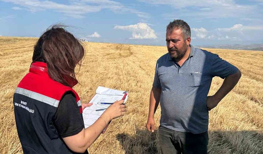 Aydıntepe’de hasat zamanı