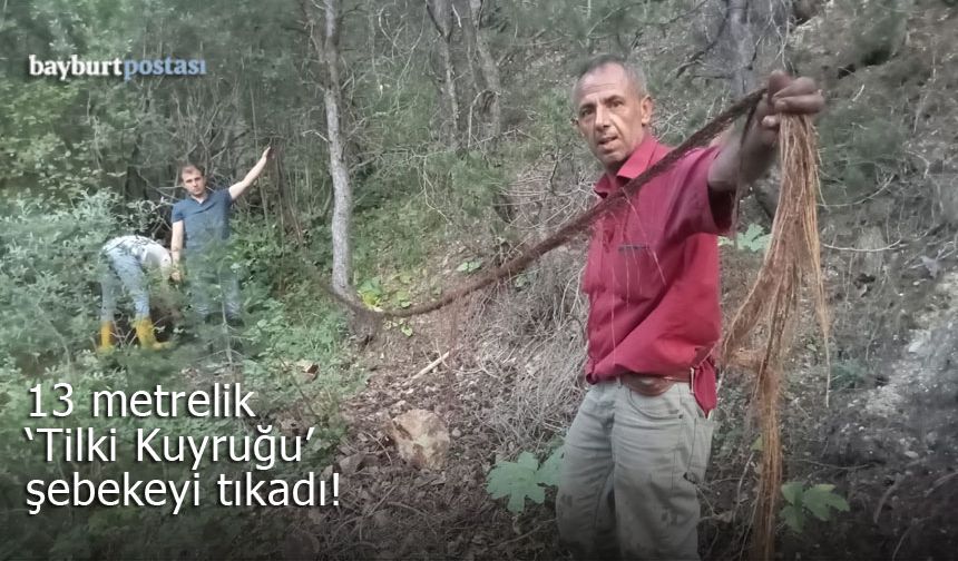 Hasköy'de 13 metrelik "Tilki Kuyruğu" şebekeyi tıkadı!