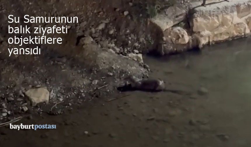 Arpalı'da 'su samuru'nun balık ziyafeti