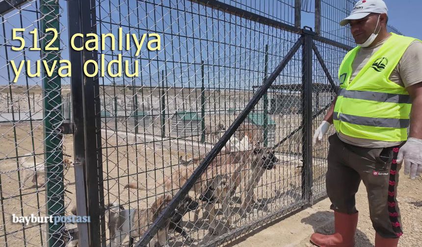 Bayburt Belediyesi Barınağı 512 canlıya yuva oldu