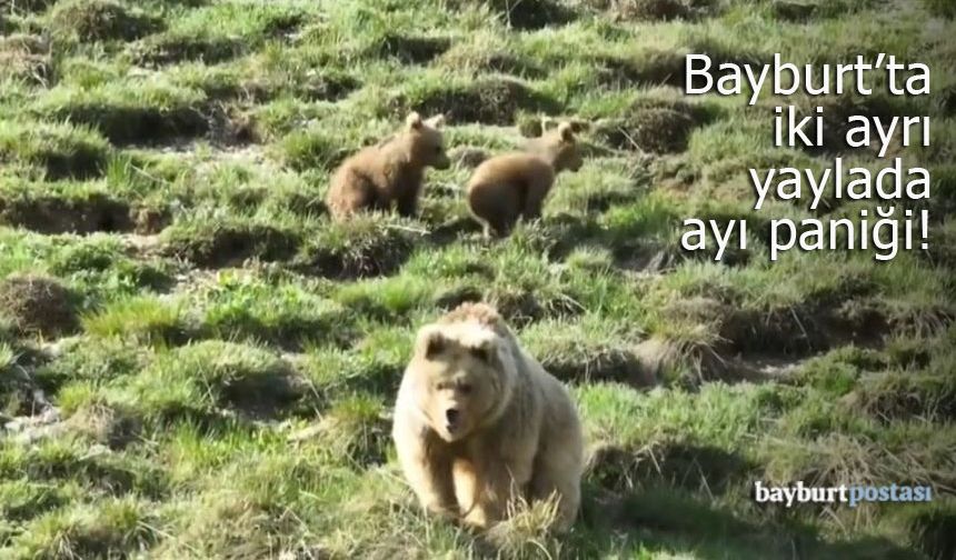 Bayburt'un iki ayrı yaylasında ayı paniği!