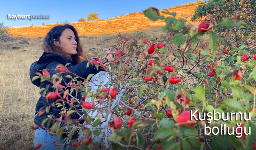 Bayburt'un dağlarında kuşburnu bolluğu