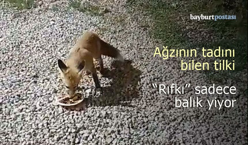 "Tilki Rıfkı" ile Balıkçı Fuat'ın Sıra Dışı Dostluğu