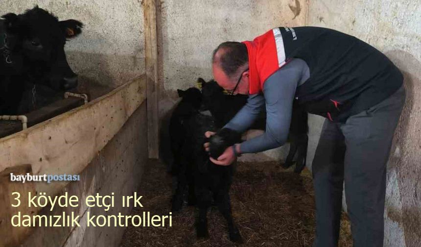 Bayburt’ta 3 Köyde Etçi Irk Damızlık Hayvan Kontrolleri