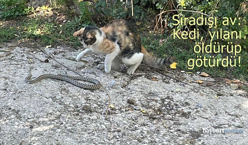 Bayburt sokaklarında sıra dışı av: Kedi, yılanı öldürüp götürdü!