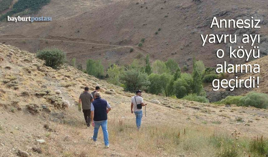 Bayburt'ta annesiz yavru ayı köyü alarma geçirdi!