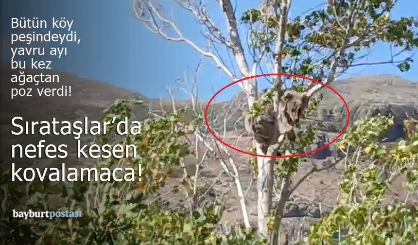 Bütün köy peşindeydi, yavru ayı bu kez ağaçtan poz verdi!