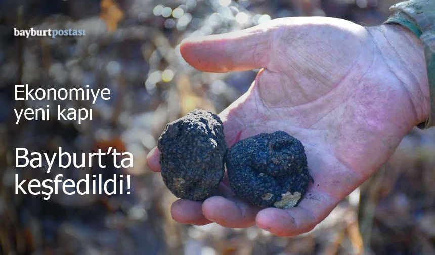 Bayburt'ta 'Kara Elmas' Heyecanı: Trüf Mantarı Keşfedildi!