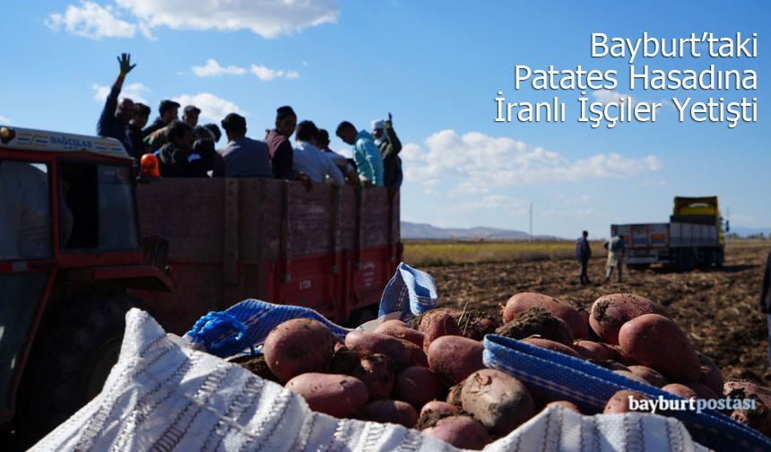 Bayburt'ta Patates Hasadına İranlı İşçiler Yetişti: "Tek Sıkıntımız İşçi ve Barınma"