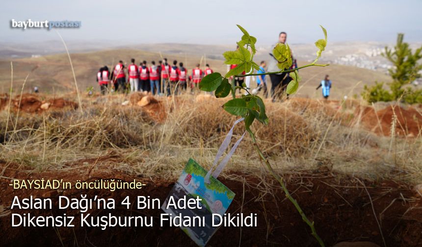 Aslan Dağı'na 4 Bin Dikensiz Kuşburnu Fidanı Dikildi