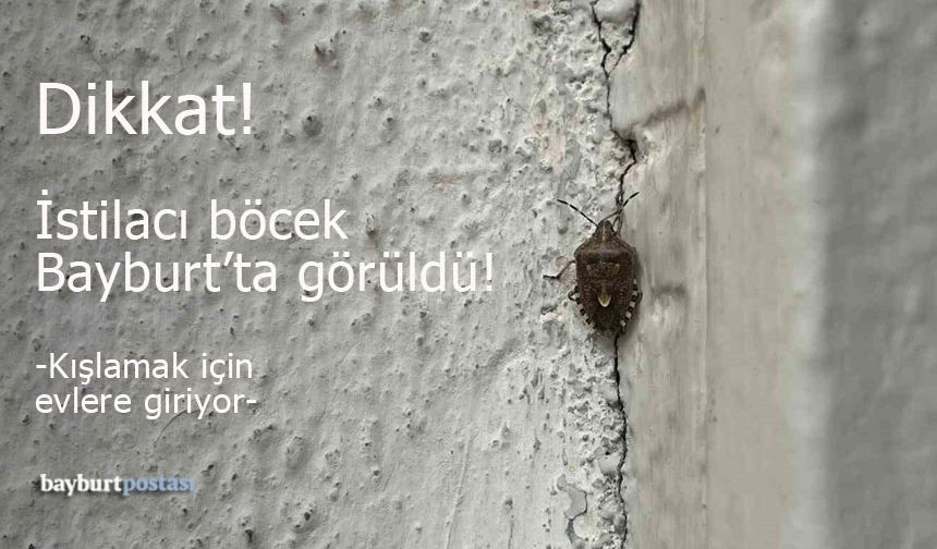 Bayburt'ta Kahverengi Kokarca Paniği!